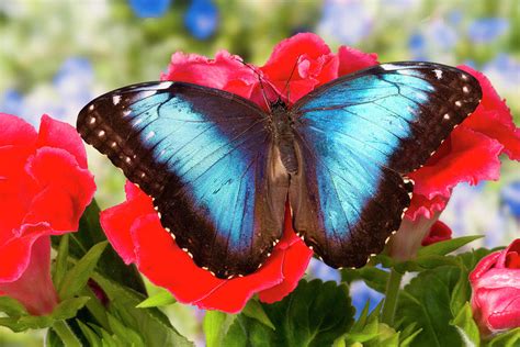 Tropical Butterfly The Blue Morpho Photograph By Darrell Gulin