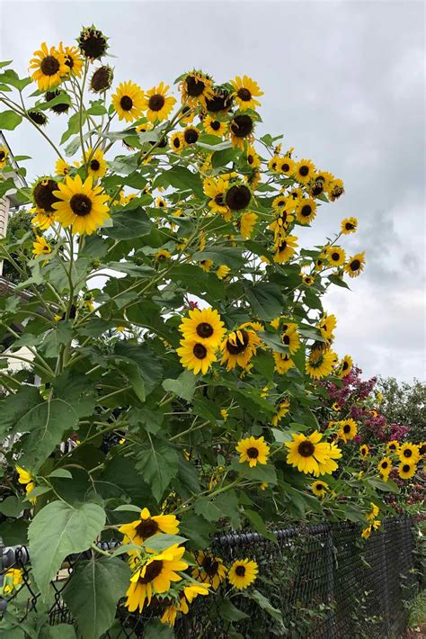 Picture Of The Week Tall Sunflowers