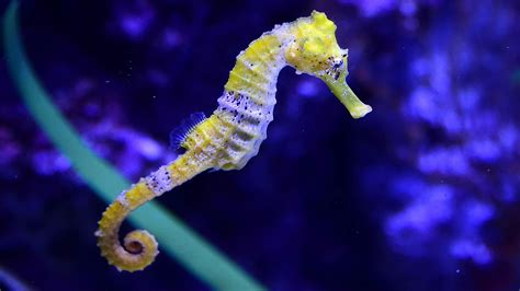 Sea Creatures And More In This Weeks Best Animal Pictures