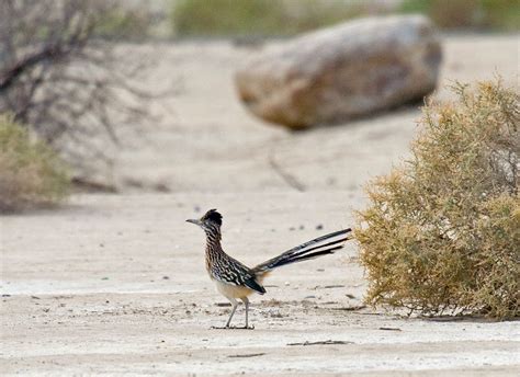 Road runner sports's top competitors are eastbay, inc., foot locker and running warehouse. Greater Roadrunner at Borrego Springs - Greg in San Diego