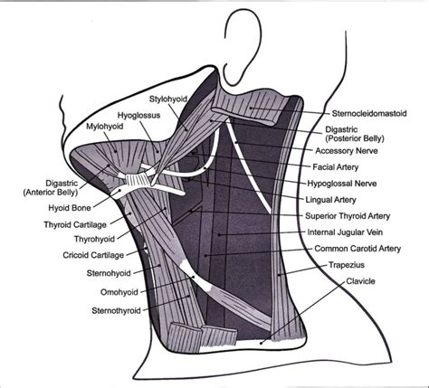 Neck Anatomy Diagram Muscle Diagram Of Head Diagram Of Head And Neck
