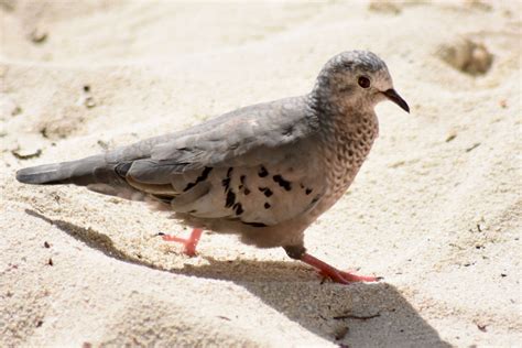 Common Ground Dove