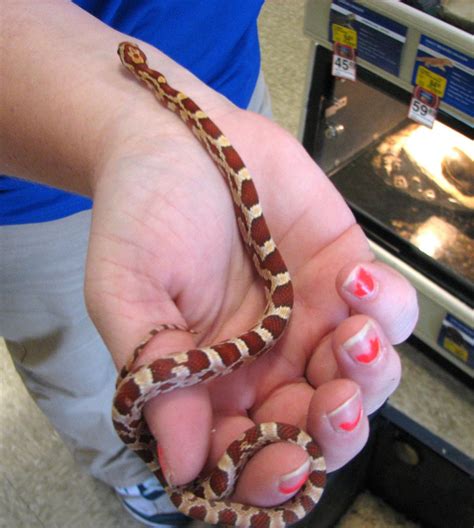 In Addition To Simplicity Snakes Offer Several Benefits As Pets