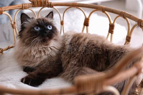 Cute Balinese Cat In Basket At Home Stock Photo Image Of Lying
