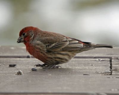 Wait until the eggs hatch. House Finch photo - Dan Nihiser photos at pbase.com