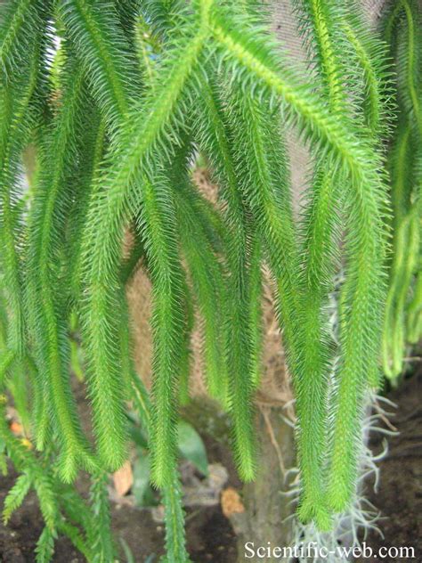 We did not find results for: Lycopodium squarrosum
