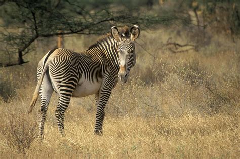 Samburu Game Reserve Kenya Grevys Zebra Photograph By Animal Images