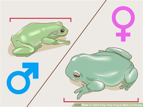 how to tell if your tree frog is male or female wiki english course vn