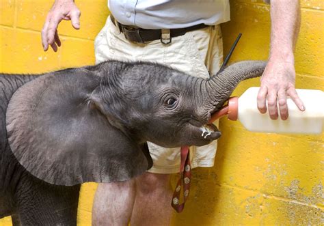 Peta Tries Again To Stop Pittsburgh Zoo From Importing Elephant Semen