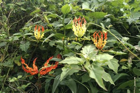 Flame Lily Cultivation Propagation And Care Plantura