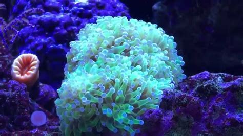 Frog Spawn Coral Very Beautiful Youtube