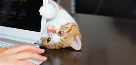 Mantén Tu Computadora A Salvo De Tu Gato Con Estos Sencillos Consejos