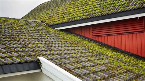How To Get Rid Of Moss On The Roof Building Pros