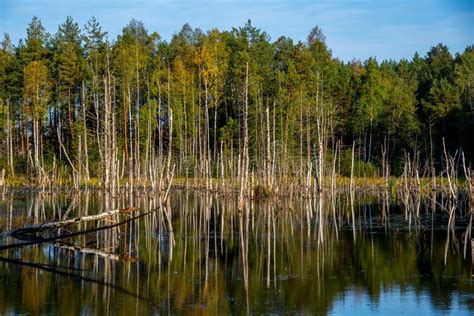Swamp Landscape Lithuanian Stock Photo Image Of Landscape Lake