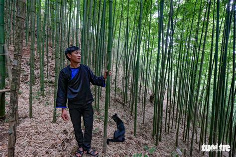 Lost In Bamboo Forest In Vietnams Mu Cang Chai Vietnam Life
