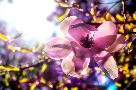 Purple Magnolia Flower Close Up Photography Hd Wallpaper Wallpaper Flare