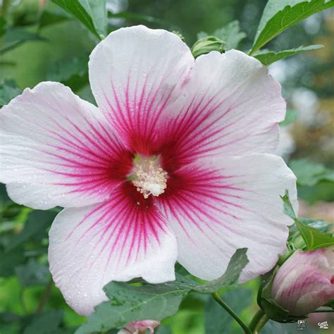 paraplu pink ink® rose of sharon — green acres nursery and supply