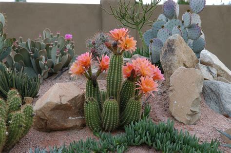 La Particular Belleza De Los Cactus Y De Sus Flores Diario Río Negro