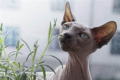 16 Weird Cat Breeds Youll Still Love I Discerning Cat