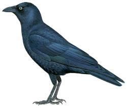 Torresian Crow Corvus Orru Bird Prints Crow Passerine Bird