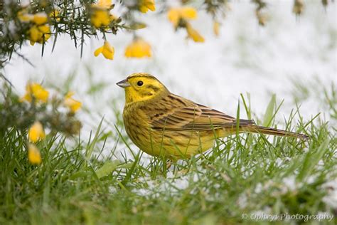 Birds And Their Habitats Bird In Focus Yellowhammer