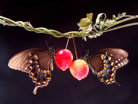 Two Butterflies In Love Wallpaper Love Wallpaper
