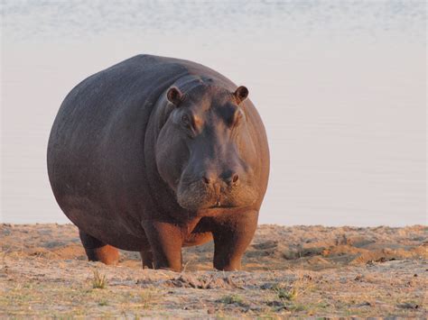 Hippo History And Some Interesting Facts