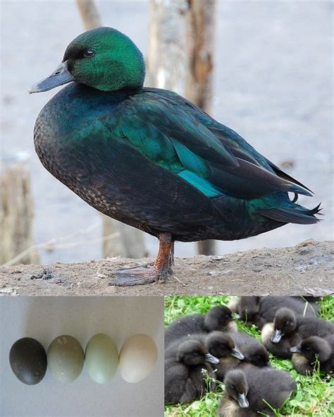 Duck Breeds 14 Breeds You Could Own And Their Facts At A Glance In