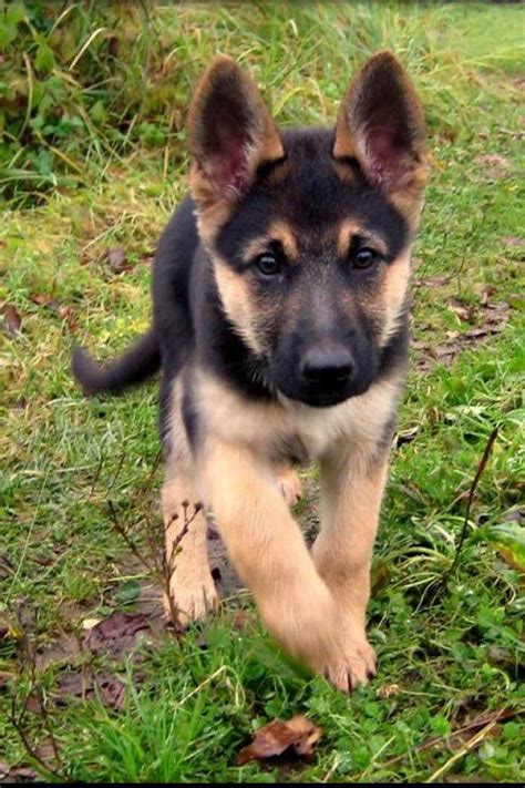 Baby German Shepherd For Adoption Petsidi