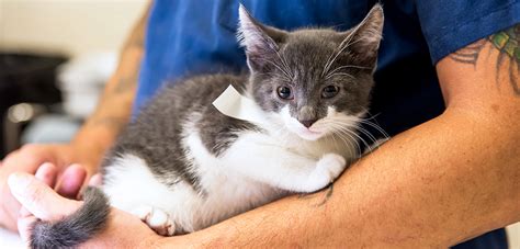 Four months is the best age to have your pet spayed or neutered. Low-Cost Spay/Neuter Programs | ASPCA