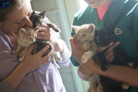 Oftentimes, dogs are already trained and housebroken, making the transition into your home an easy one. Four kittens stuffed in pillowcase, thrown from vehicle ...