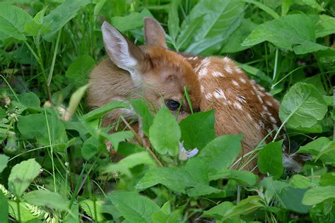 White Tail Deer And Fawns Wdyphoto