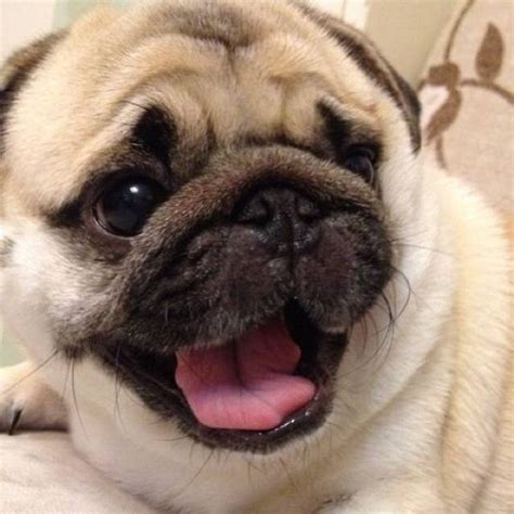 35 Most Adorable Moments In Pug History