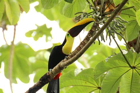Free Images Tree Bird Animal Wildlife Jungle Beak Tropical