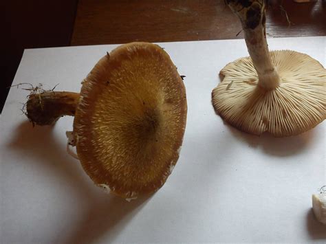 Ct Mushroom Id Request Mushroom Hunting And