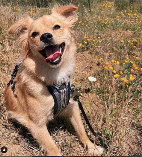 Meet The Golden Retriever Chihuahua Mix With Photos Luv68