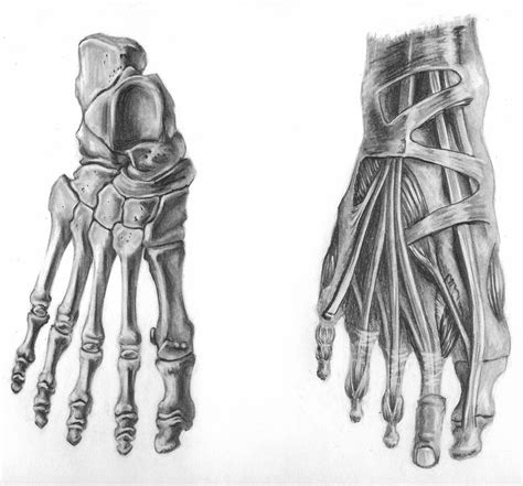 Drawing the body part 2 (form) akimiya 4,555 59 hampton p. Pin by Kersy Dorvilus on ANATOMY | Human anatomy art ...