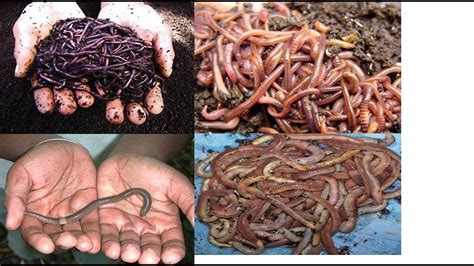 You've reached the final phase of your motorcycle preparation journey: Why Am I Raising 4 Different Kinds Of Composting Worms ...