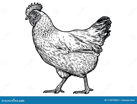Chicken Illustration Drawing Engraving Line Art Realistic Vector