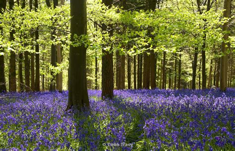 Colin Tracy Photography And Painting Bluebells Delcombe Wood