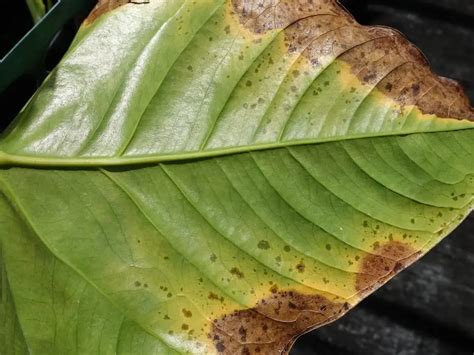 Brown Spots On Leaves Aumondeduvin Com