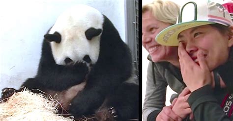 Pregnant Panda Gives Birth On Camera But When She Lifts Paw To Reveal