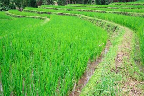 Premium Photo Green Rice Tree Is Growing In Rice Fields