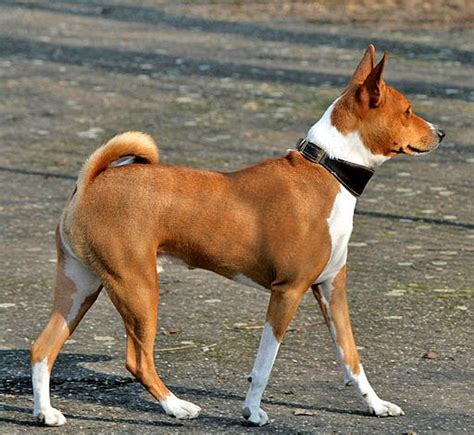 Find Your Perfect Dog Breed The Graceful Basenji Hound Popularly Known