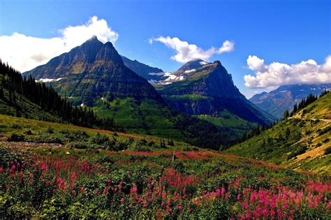 Montana Glacier Flower Mountain Meadow Breathtaking Places Scenery