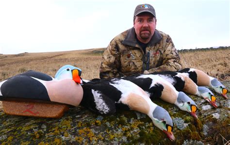 King Eiders Of Alaska Alaksa Duck Hunting Guides