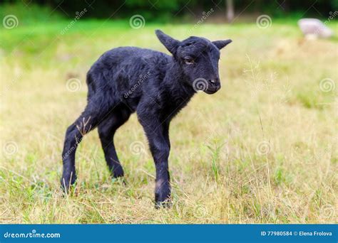 The Little Black Baby Goats In The Meadow Stock Photo Image Of