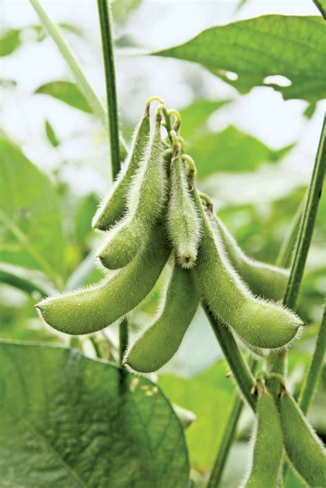 Soybean Kids Britannica Kids Homework Help