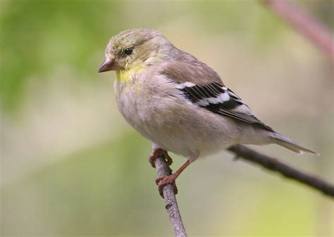 The lesser goldfinch (spinus psaltria) is a very small songbird of the americas. AmericanGoldfinchp