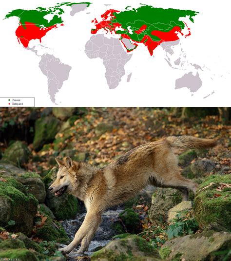 Historical And Present Distribution Of The Wolf Rmegafaunarewilding